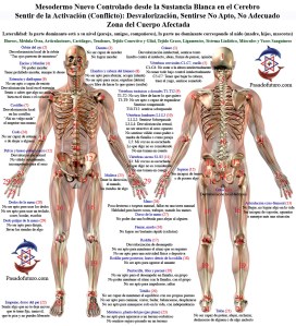 nuevamedicinaesqueletoymusculos011000