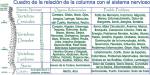 Columna Vertebral y Sistema Nervioso