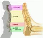 Columna y Refexologia