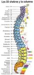 Los Chakras en relación a la Columna Vertebral