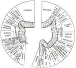 Sistema Digestivo El Segundo Cerebro